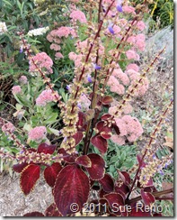 SueReno_ColeusAndSedum