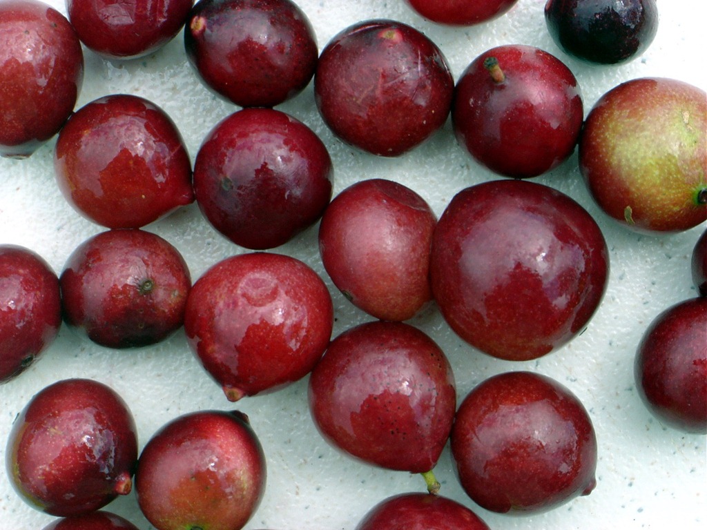 [Camu%2520Camu%2520fruits%2520b%255B3%255D.jpg]