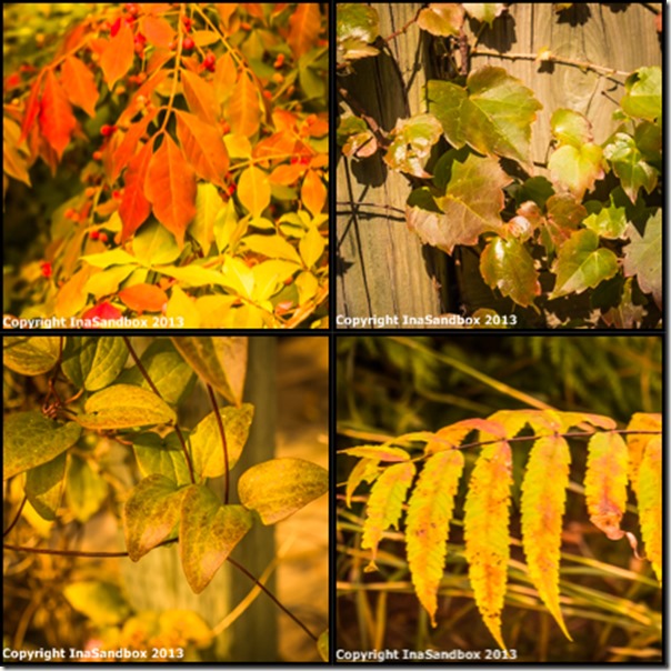 fall collage 2