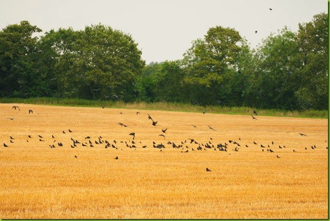 crows in stubble field