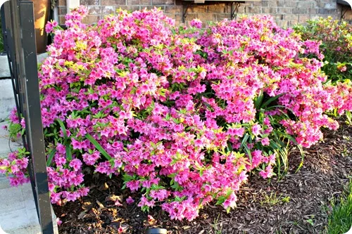 pink azaleas front of house