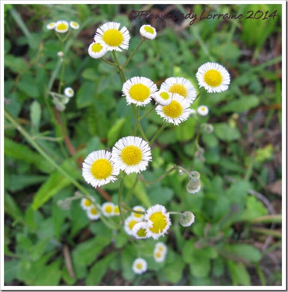 03-13-fleabane