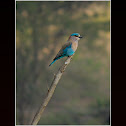 Indian Roller / Blue Jay