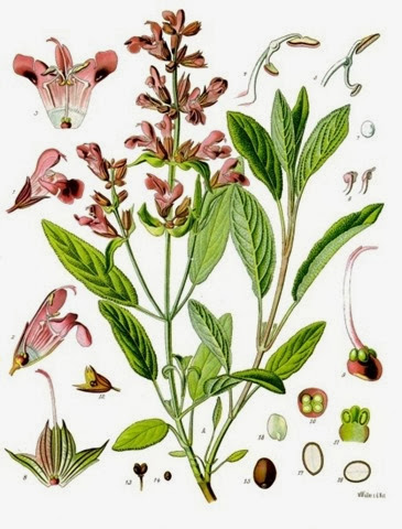 Salvia_officinalis_-_Köhler–s_Medizinal-Pflanzen-126