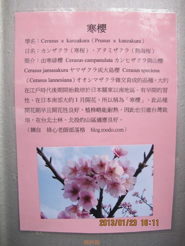 平菁街42巷寒櫻 - 018