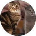 Image Google de Miss Symphonie