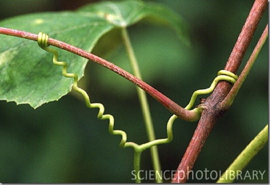 B7500026-Spiral_tendril_of_a_grape_vine,_Vitis_sp_-SPL