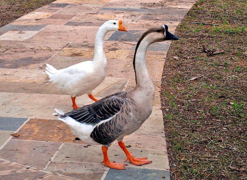[02---Chinese-Geese-greeted-us-at-the%255B2%255D.jpg]