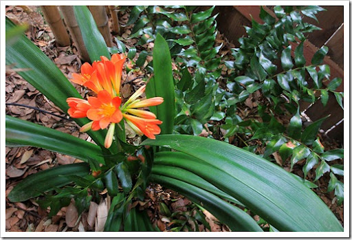 Clivia N°72 Mistery Girl X New Hope A Seedling with one leave 