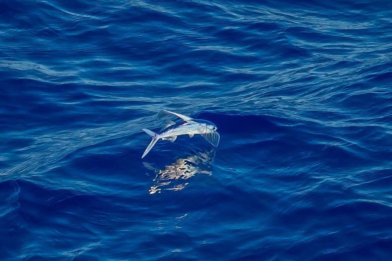 flying-fish-12 flying-fish-12
