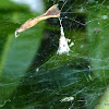 Russian Tent Spider Web