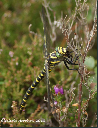 17-golden-ringed-dragonfly