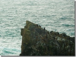 butt of lewis seabirds on stack
