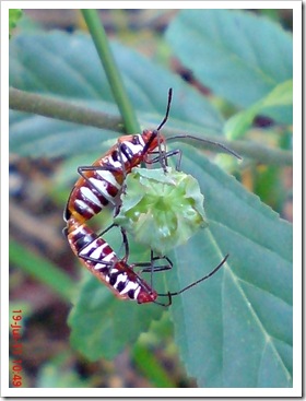 Dysdercus cingulatus - Bapak Pucung - Red Cotton Bug kawin