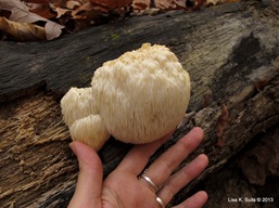 lion's mane with hand for scale