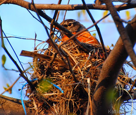 11. nesting robin-kab