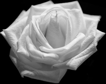 white rose3