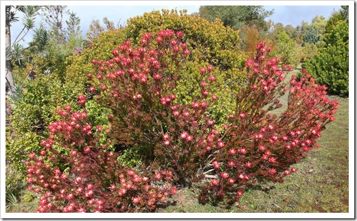 120211_UCSC_Arboretum_Leucadendron-salignum-Winter-Red_08