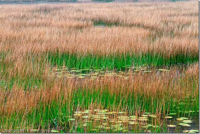 Acadia Reeds