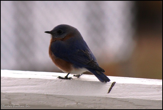 Bluebird1
