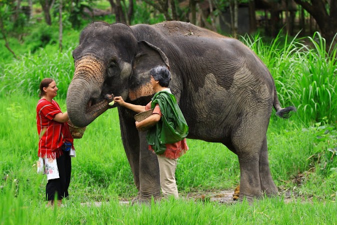 Imagini Thailanda: hranind un elefant, Patara, Thailanda