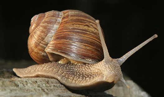 [snail1%255B9%255D.jpg]