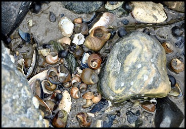 09 - sea shells