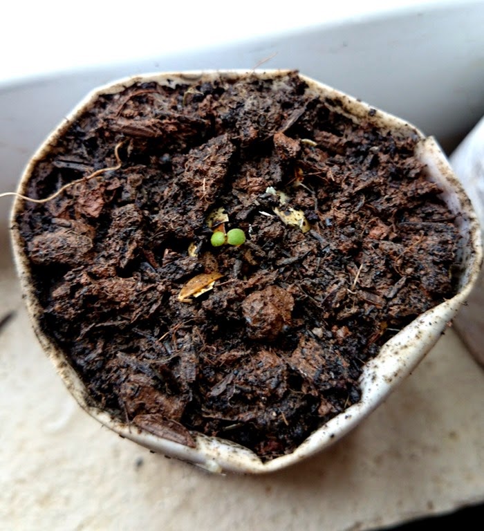 [IMG_20150201_100454%255B3%255D.jpg]