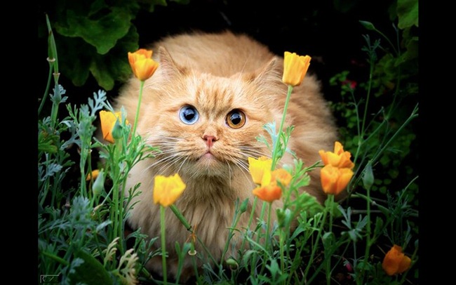 [gato%2520con%2520flored%255B2%255D.jpg]