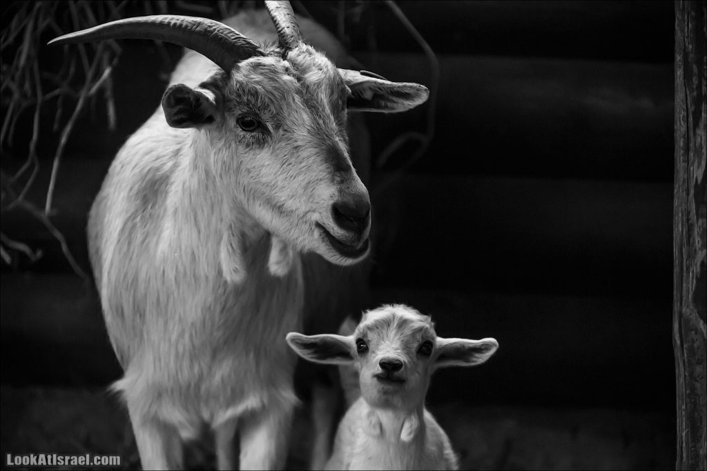 Ган Гуру - парк с кенгуру и другими австралийскими животными | Gan Guru | גן גורו | LookAtIsrael.com - Фото путешествия по Израилю