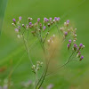 Tagulinaw, Lilac Tassleflower