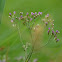 Tagulinaw, Lilac Tassleflower