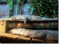 2012.08.05-036 crocodile