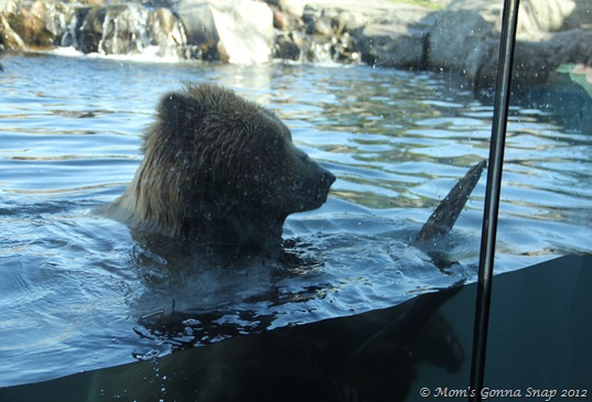 The bear put on quite the show swimming against the glass