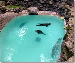 Aquarium of Niagara seals