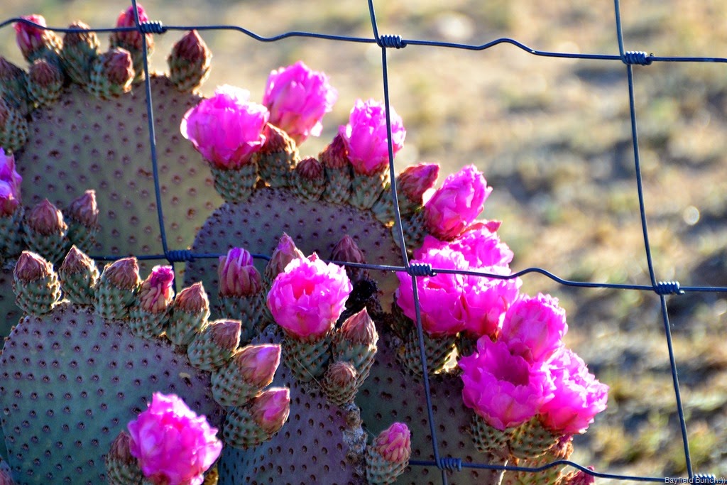 [DSC_0002%255B9%255D.jpg]