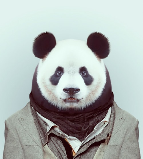 animais roupas humanas - Panda