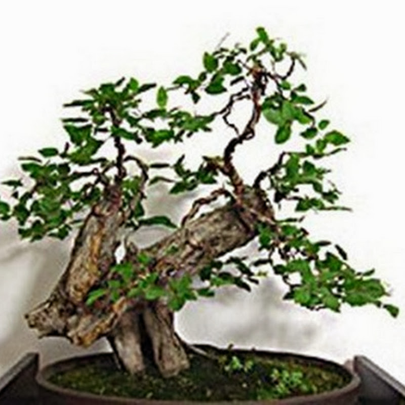 Il meglio di Hobby Bonsai nel mese di Gennaio 2014: i 10 articoli più cliccati.