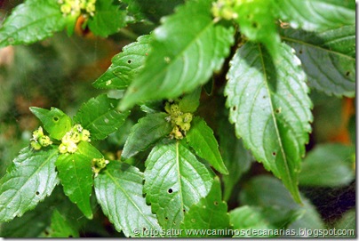 041 Sabinosa-Malpaso-Sabinosa(Ortiga mansa) 041 Sabinosa-Malpaso-Sabinosa(Ortiga mansa)