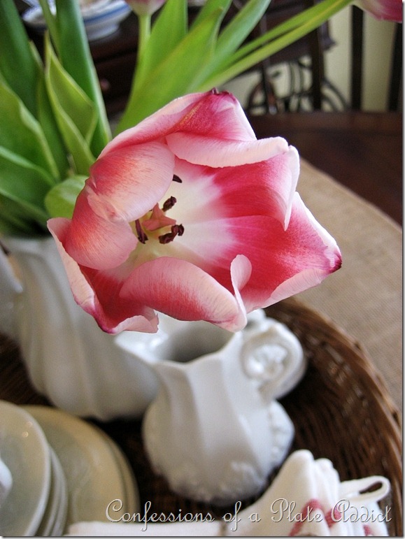 CONFESSIONS OF A PLATE ADDICT Tulip