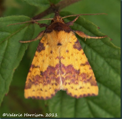 pink-barred-sallow-1