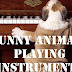 Animals playing instruments - funny dogs, cats and more playing instruments! Compilation 2014 N2