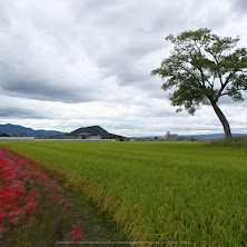 IMGP0004(18mm,F8,0,iso200,KS1)2014yaotomi_s.jpg