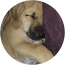 Heidi schaibles profile picture