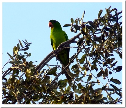 parrot in tree