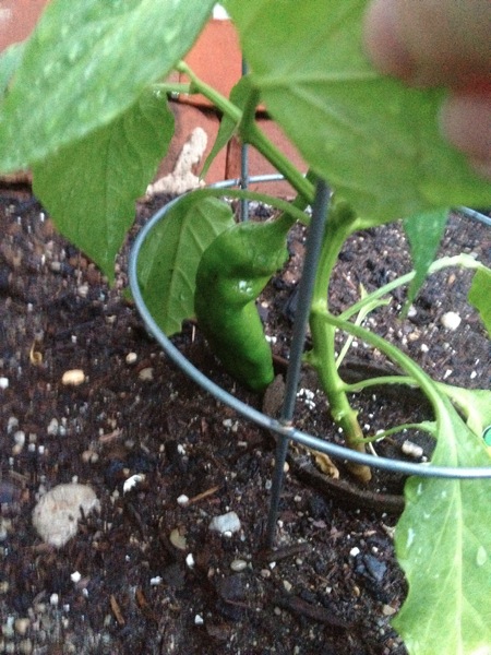 20120531 first pepper