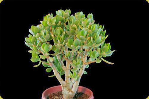 Crassula arborescens Portulacaria3 Crassula arborescens Portulacaria3