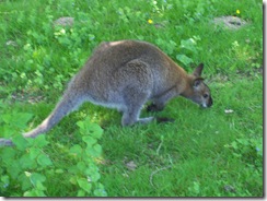2012.06.02-012 wallaby