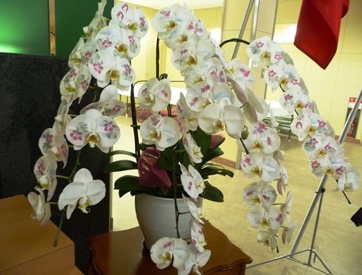 Gloria Ishizaka - PL 2011 -  orquidea decorada com pinturas