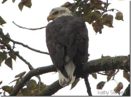 Eagle in the eagle tree
